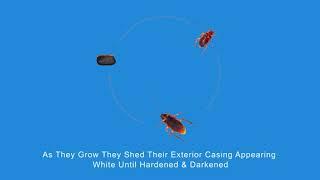 Cockroach Control - Pest Control | Gooezy.com & Gooezy app