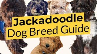 Best Jackadoodle Dog Breed Guide  2023 