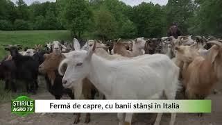 Fermă de capre, cu banii stânși în Italia 07 07 2021