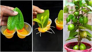 Best skill for growing guava plant from leaves at home || Easy way to grow guava plant