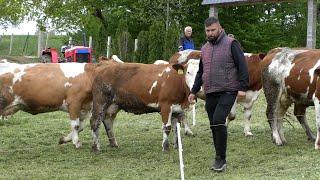 - DA BI ZAŠTITIO KRAVE OD NAPADA MEDVJEDA SA PLJEŠEVICE NABAVIO SAM KAVKASKE OVČARE -