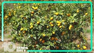 Florida citrus growers brace for potential freeze