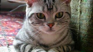 Animal Planet  :  Cats 101 ~ American Shorthair