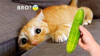 Funniest animals will make you laugh to tears 