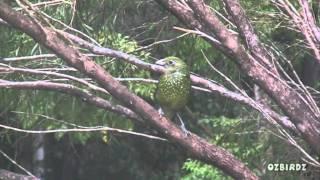 Green Catbird