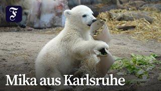 Eisbär-Baby in Karlsruhe hat nun einen Namen