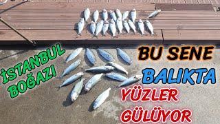 İstanbul Boğazı Çinekop Avı | İstanbul Çinekop Avı | İstanbul Balık Avı #çinekop