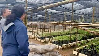 TAMANG TRANSPLANTING ng AGARWOOD SEEDLINGS sa PLANTATION + NURSERY MANAGEMENT