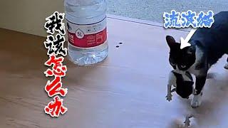 女子喂养流浪猫，竟改变了自己的命运轨迹 The woman kindly fed the stray cat, but unexpectedly changed her fate trajectory