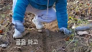 산에 산양삼을 키워서 먹어보자.