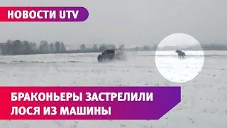 Застрелили лося из машины. Погоня за браконьерами