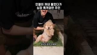 "결국 주저앉은 주인.." 댕댕이 행동이 어떻길래ㅋㅋ