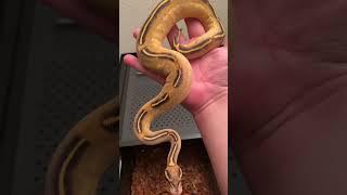 Orange Dream Freeway Ball Python