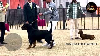 Chandigarh Dog Show | Puppy Line Up | Judged by Sharat Sharma | Doggo Diaries