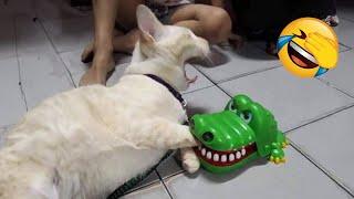 99% LOSE  Try not to laugh  Funniest cats and dogs 2024 