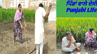 Husband Wife Work In The Farm ||Agriculture Of Punjab ||Kheti Punjab Di || Pind Punjab De