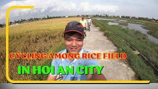 Cycling among rice fields in Hoi An City |Lucky Tour Guide