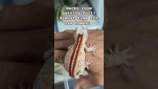 Geckos Geckos Geckos! #gecko #reptiles #pet