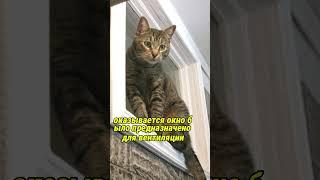 Окно между ванной и кухней в СССР. Для чего? #История #СССР