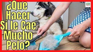 ️‍ WHAT TO DO IF MY DOG'S HAIR LOSES A LOT IN CLUBS? ️‍