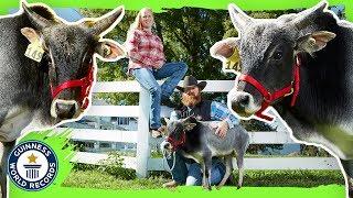 Humphrey: The Shortest Bull in the World! - Guinness World Records