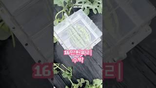 16만원짜리 수박 만들기! 네모난 수박️ #수박 #watermelon