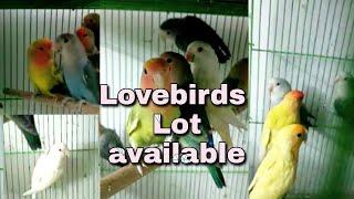 Lovebird lot available in delhi || African lovebird || lovebird || GS Birds Info