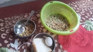 love birds ka lia best soft food zeshan pets info