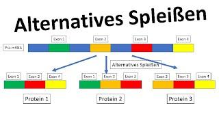 Alternatives Spleißen [Genregulation, Eukaryoten] - [Biologie, Oberstufe]