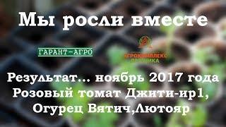 Выращивание овощей в теплице. Мы росли вместе. Томат ДжиТи-ИР1, огурец Люятор F1, Вятич F1