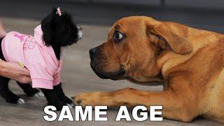 Giant Puppy Meets Smallest Puppy [Cutest Reaction Ever!!]