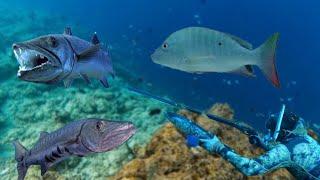 Big Barracudas And Mutton Snapper Speared Today Along With Parrots, Grunt And Jacks