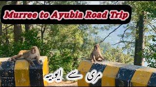 Murree To Ayubia | Ayubia murree | Ayubia national park | murree to Ayubia Road