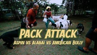 PACK ATTACK | ANO ANG DAPAT GAWIN BY JERRY LAKANDULA