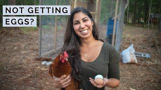 Why has my chicken NEVER laid an egg? | Raising Chickens for Eggs for Beginners