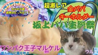 ワンパク王子マルケル爆誕！