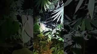 live misteri malam ini lahan bambu angker