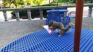 Squirrel goes nuts on the campus of the University of Illinois at Urbana-Champaign