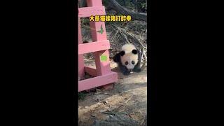 妹猪对着妈妈打了一套空拳，最后自己摔了一身伤 #大熊猫妹猪