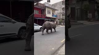Nepal Is Not For Beginners #rhino #chitwan #sauraha #touristplace #nepal #road #people