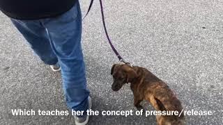 Six month old puppy learns the walk!  Prong collar