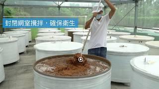 豆油伯原豆純釀醬油生產流程