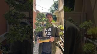 How to fertilize bonsai trees #bonsai #bonsaitree #howtobonsai #gardening #plants #jadebonsai