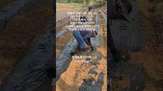 최샘네 (텃밭)고추 심는 날~[양손파종기] (2인1조)72구 트레이 * 5판최샘 = 텃밭농부 2년차[교사에서 농부로 깜짝변신^^°°] #shorts #양손파종기 #고추심기