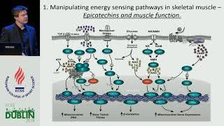 Nutritional strategies to enhance mitochondrial adaptation to endurance exercise