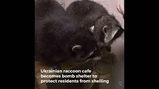 Ukrainians Use Kharkiv's Raccoon Cafe as Bomb Shelter