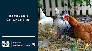 Backyard Chickens 101