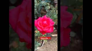 Rose plants in winter ️🪴#rose #flowers #gardening #trending #rosegarden #plants #youtubeshorts