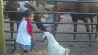 My 4 yr old son with our ranch animals