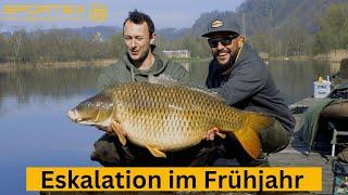 FRÜHJAHRSKARPFEN - Eskalation pur! 4x Ü20 Kilo‼️